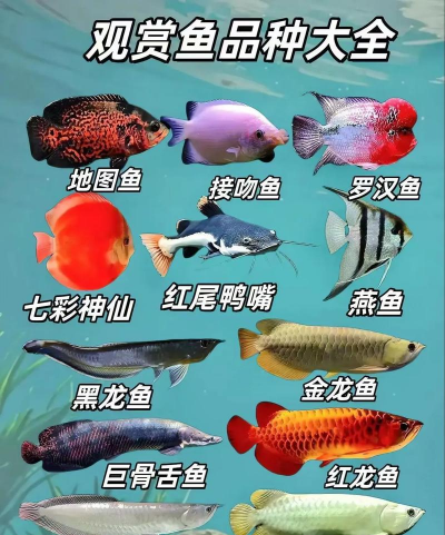 观赏鱼养殖，新手入门，常见问题解答