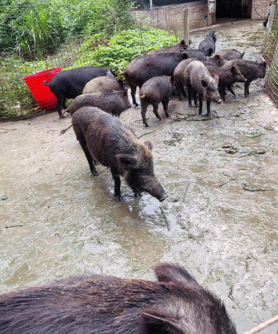 折枝花卉，传统美学，现代生活