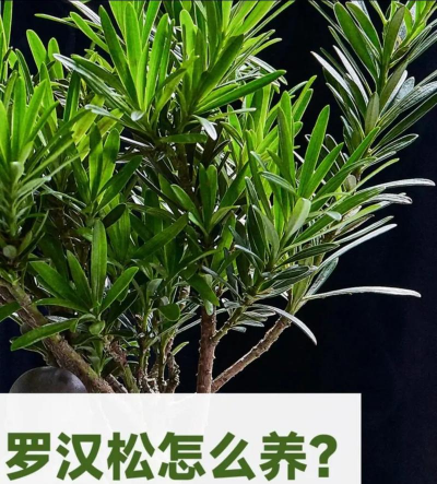 折枝花卉，传统美学，现代生活