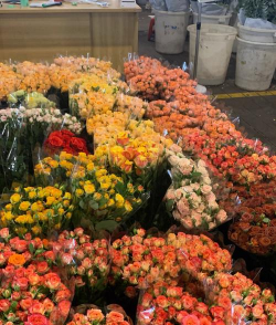 岭南花卉市场，花市好去处，买花养花全攻略