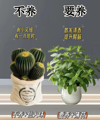养花陶粒，提升植物生长，优化土壤环境