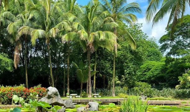 养花陶粒，提升植物生长，优化土壤环境