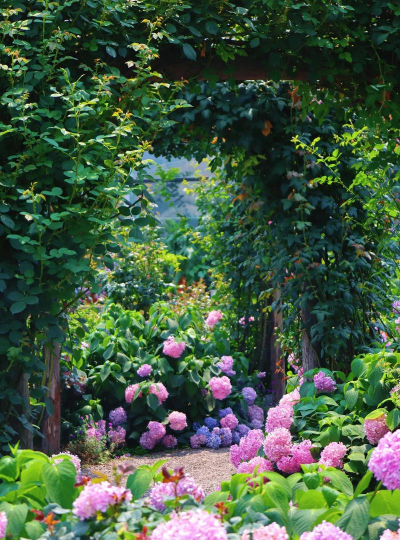 养花陶粒，提升植物生长，优化土壤环境