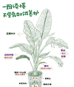 养花工具大全，新手必备清单，轻松打理花草