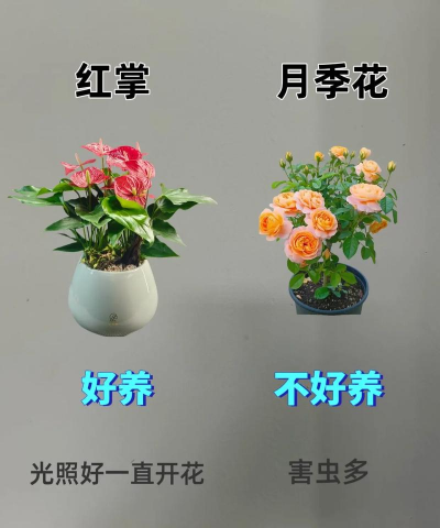 养花工具大全，新手必备清单，轻松打理花草