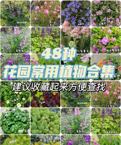 天津滨海花卉科技园，赏花好去处，亲子游玩推荐