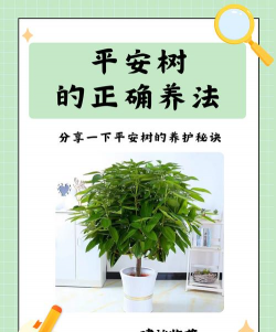 香蕉皮养花，废物利用，省钱又环保