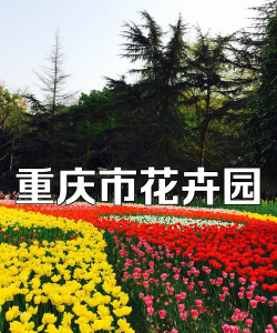 重庆花卉园，赏花好去处，游玩攻略分享