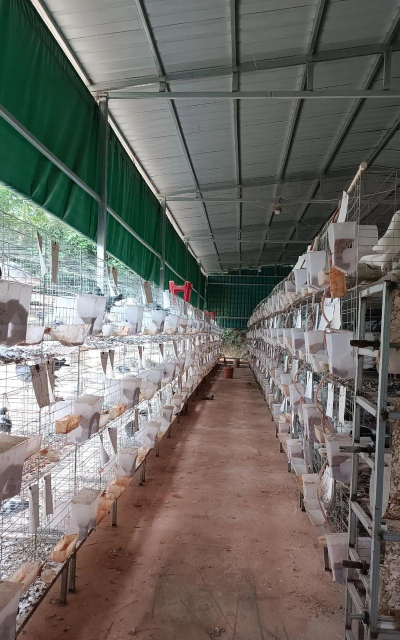 肉鸽养殖，掌握核心方法，实现稳定收益