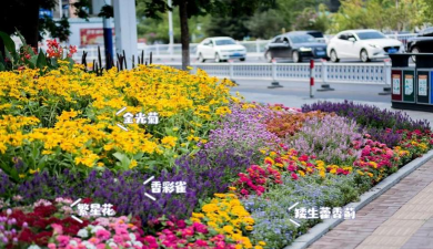 时令花卉，点亮四季，装点生活