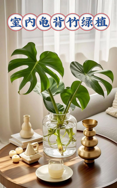 水养花卉，轻松上手，美化家居环境