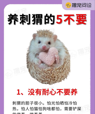 木槿花的养殖方法和注意事项，轻松上手，花开不断