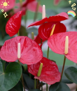 木槿花的养殖方法和注意事项，轻松上手，花开不断