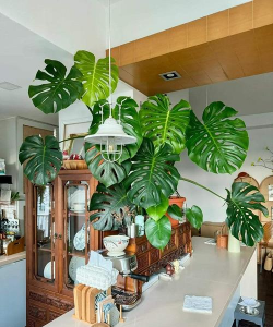 雪碧养花，给植物新活力，探索奇妙生活小妙招