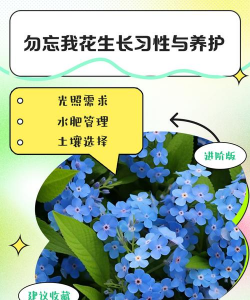 雪碧养花，给植物新活力，探索奇妙生活小妙招