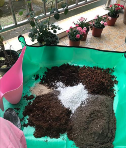 雪碧养花，给植物新活力，探索奇妙生活小妙招