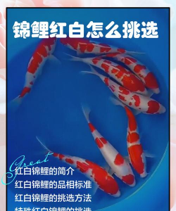 雪碧养花，给植物新活力，探索奇妙生活小妙招