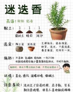 小众送妈妈的花有哪些花