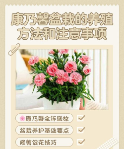 康乃馨的养殖方法，掌握关键技巧，轻松养出好状态