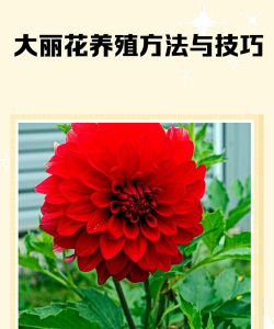 大丽花的养殖方法和注意事项，轻松掌握技巧，花开繁盛更持久