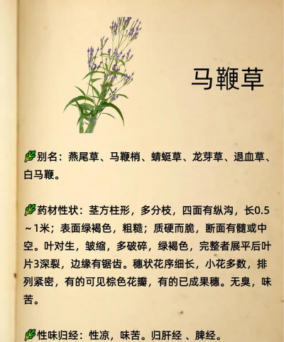 马鞭草有几种