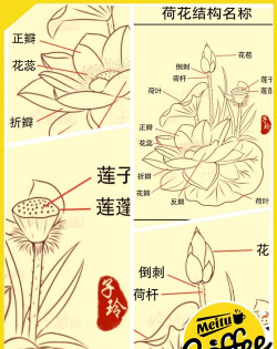 小众送妈妈的花有哪些花