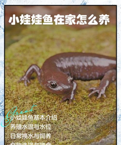 矿泉水瓶养花，废物利用，轻松打造小花园