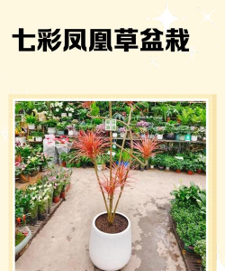 矿泉水瓶养花，废物利用，轻松打造小花园