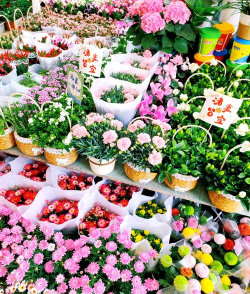 矿泉水瓶养花，废物利用，轻松打造小花园