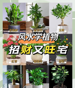 天津滨海花卉科技园，赏花好去处，亲子游玩推荐