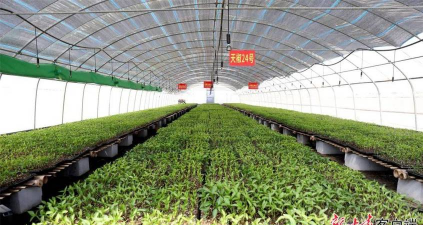 矿泉水瓶养花，废物利用，轻松打造小花园