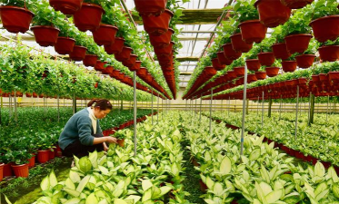 斗南花卉市场营业时间，早点去人少，晚上更热闹