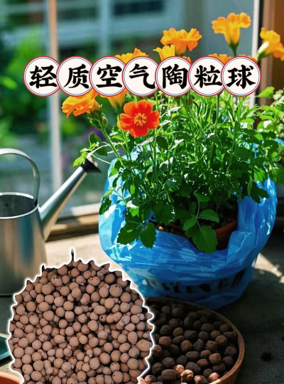 天津滨海花卉科技园，赏花好去处，亲子游玩推荐