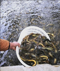 昆明斗南花卉市场价格，了解行情动态，掌握选购技巧