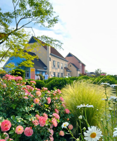 虹越花卉，园艺新手入门，打造美丽花园