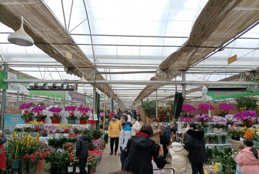 肖家营花卉市场，花海盛宴等你来，购花赏景两不误