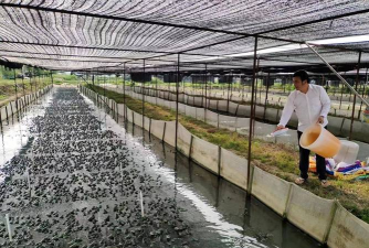 宜昌花卉市场在哪里，买花方便，品种齐全