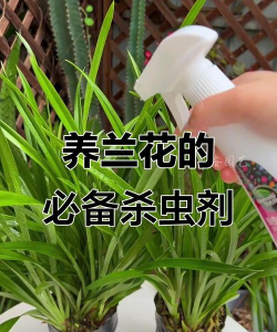 养花杀虫，常见难题，轻松解决