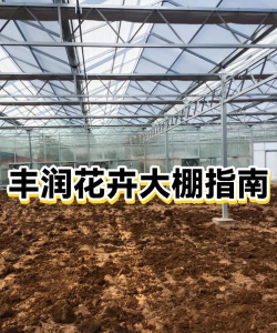 大棚花卉，种植技术，管理要点详解