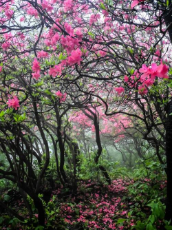 雪碧养花，给植物新活力，探索奇妙生活小妙招