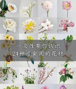 雪碧养花，给植物新活力，探索奇妙生活小妙招