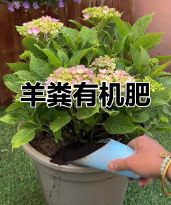 雪碧养花，给植物新活力，探索奇妙生活小妙招