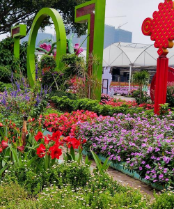 雪碧养花，给植物新活力，探索奇妙生活小妙招