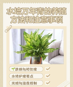 矿泉水瓶养花，废物利用，轻松打造小花园