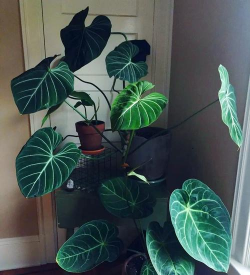 矿泉水瓶养花，废物利用，轻松打造小花园