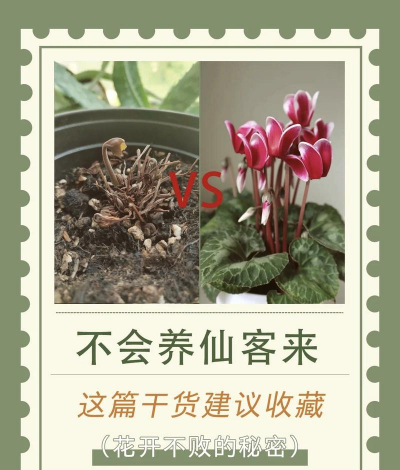 仙客来的养殖方法和注意事项，轻松上手，花开不断