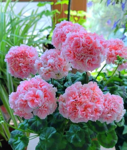 一年生花卉，种植简单，新手也能轻松上手