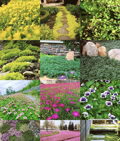 地被花卉，美化庭院，提升绿化效果