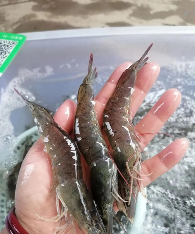 南美白对虾养殖，提升成活率，掌握关键技巧