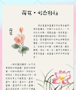 矿泉水瓶养花，废物利用，轻松打造小花园